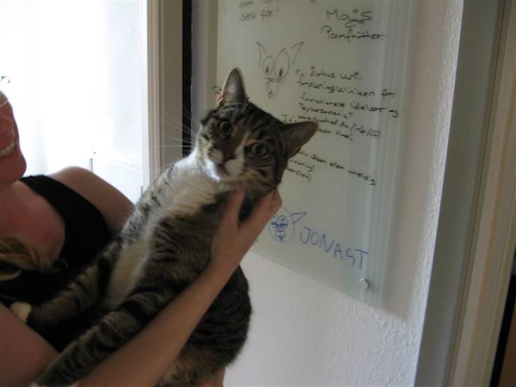 Huskat Bølle - Hun ved, jeg hader at blive løftet billede 9