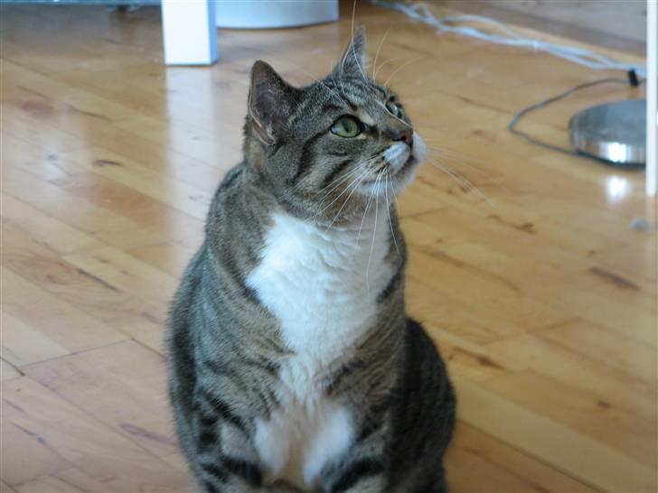 Huskat Bølle - Se hvor kær jeg kan være mor billede 10