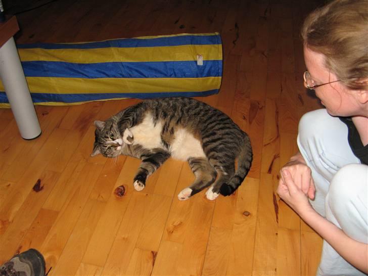 Huskat Bølle - Pas på. Jeg kan blive vild. *ggg* billede 11