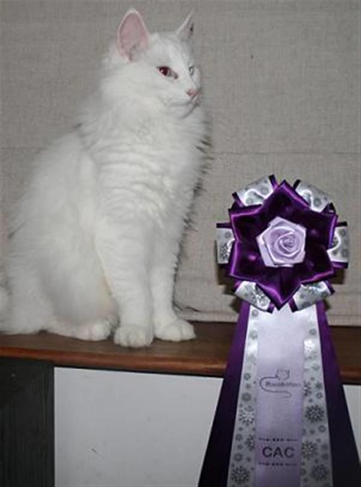 Norsk Skovkat Fyns Skovkatte's Annemone - CAC juleudstilling 2009 billede 14