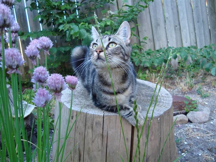 Blanding af racer Bella - "Forgud mig" *GG* billede 7