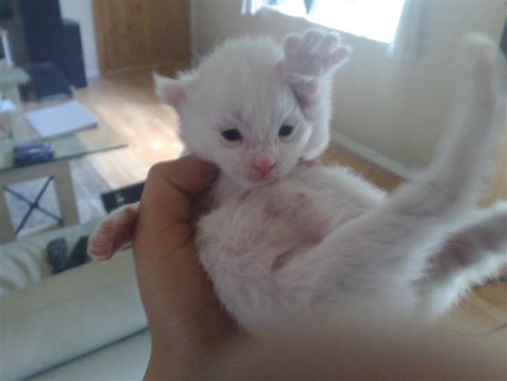 {{currentPhoto.altText}} billede {{currentPhoto.number}}