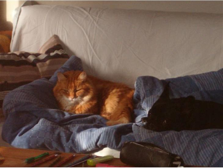 {{currentPhoto.altText}} billede {{currentPhoto.number}}