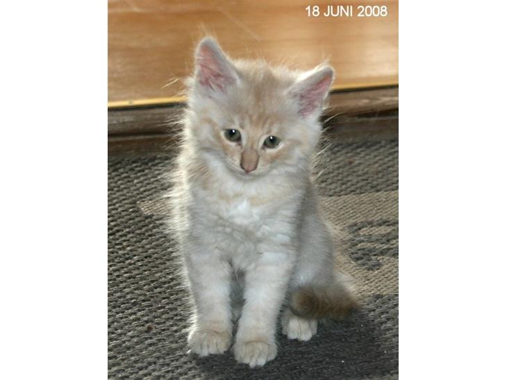 Norsk Skovkat Thomas O'Malley *R.I.P - 18 Juni billede 1