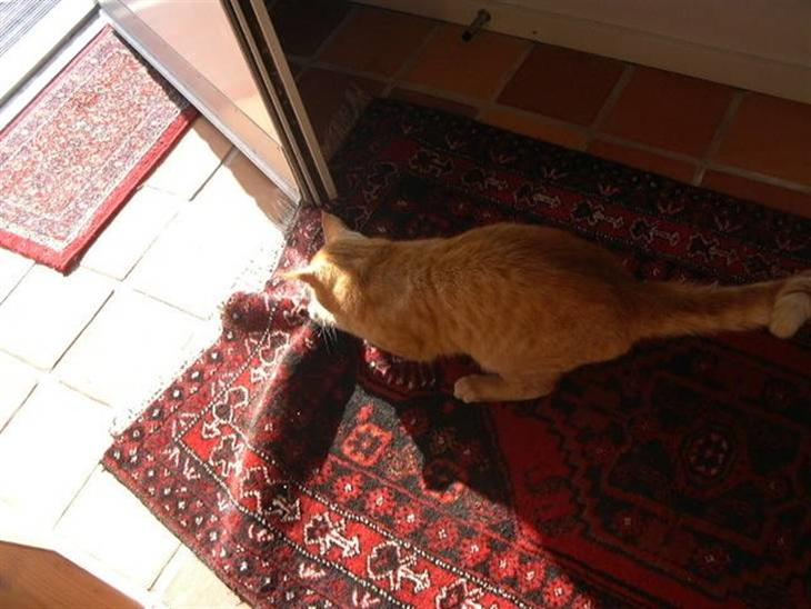 Blanding af racer simpley red - simpley er i gang med at ødelægge vores gulv tæppe fyh hadada  billede 1