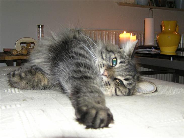 {{currentPhoto.altText}} billede {{currentPhoto.number}}