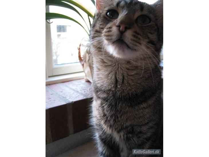 Huskat Arthur.  †rest in peace† billede 1