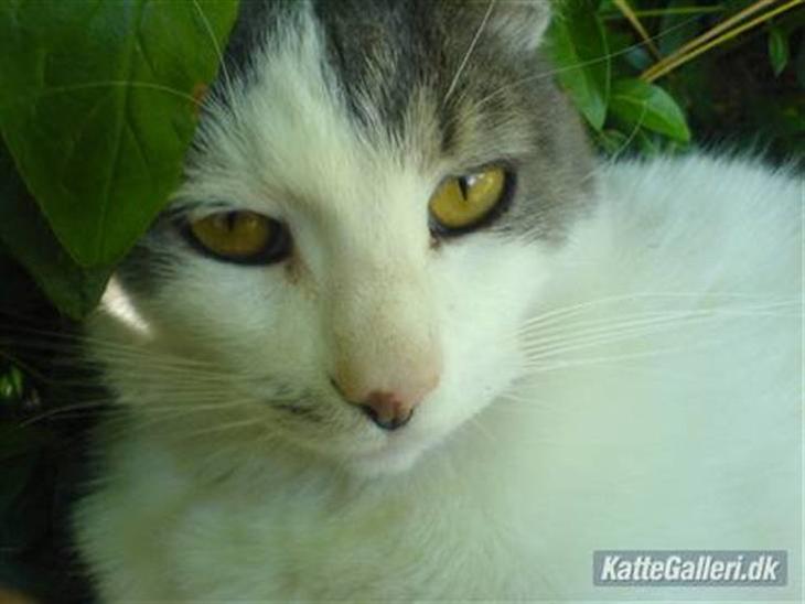 {{currentPhoto.altText}} billede {{currentPhoto.number}}