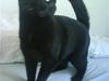 Huskat Albert Lawrence Strutter
