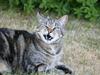 Blanding af racer Tiger / Hunter