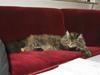 Maine Coon Micharlo´s Dark Rose