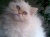 Colorpoint Gismo