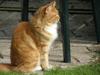 Maine Coon Balou