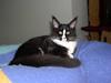 Maine Coon Gugger's Tana