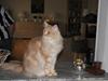 Maine Coon "gugger"  Superstar 