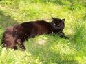 Maine Coon Melis