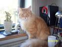 Maine Coon Basil