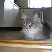 Maine Coon R.I.P. Aja