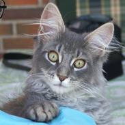 Maine Coon Aslan ( Captiva )