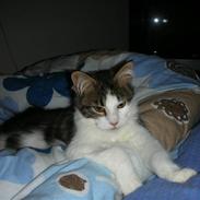 Maine Coon felix aflivet