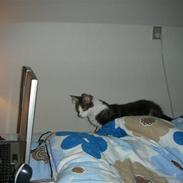 Maine Coon felix aflivet