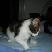 Maine Coon felix aflivet