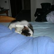 Maine Coon felix aflivet