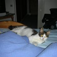 Maine Coon felix aflivet