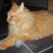 Maine Coon Hugo Boss R.I.P.