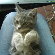 Huskat Gizmo