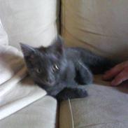Huskat Putte