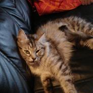 Blanding af racer Smukke Xanna