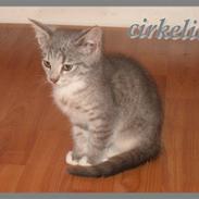 Huskat cirkeline R.I.P.