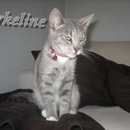 Huskat cirkeline R.I.P.