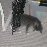 Huskat cirkeline R.I.P.