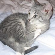 Huskat cirkeline R.I.P.