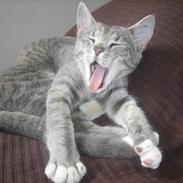 Huskat cirkeline R.I.P.