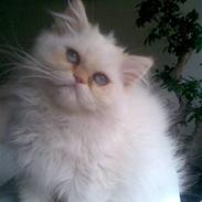 Colorpoint Gismo