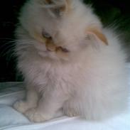 Colorpoint Gismo