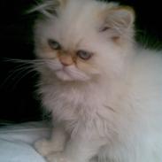 Colorpoint Gismo