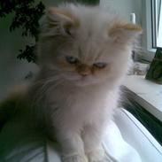 Colorpoint Gismo