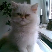 Colorpoint Gismo