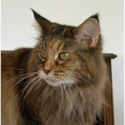 Maine Coon Gugger's Pretty Chilla