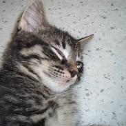 Blanding af racer sharki