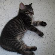 Blanding af racer sharki