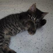 Blanding af racer sharki