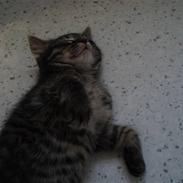 Blanding af racer sharki