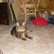 Maine Coon Mille