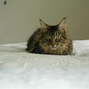 Maine Coon Mille