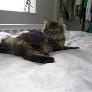 Maine Coon Mille